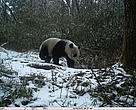 A wild giant panda is seen in this photo captured by infra-red camera trap in Anzihe Nature Reserve in Sichuan, China. 