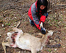 A conservation officer checks the body of the sika deer which is thought to be preyed on by a big cat in Wangqing.