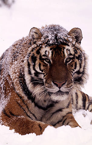 Amur tiger in the snow.