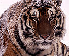 Amur tiger in the snow.