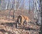A camera trap set up in the reserve captured two photos of the tiger in April