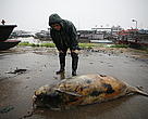 A Yangtze finless porpoise is found dead in the Dongting lake on April 15, 2012. Some 32 finless porpoise deaths have been reported since the beginning of that year.