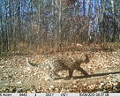 Amur Leopard shot by WWF camera in Northeast China in 2013