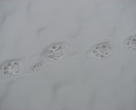 The footprints of Amur leopards in Liangzichuan Forest Farm, Dongning Forest Bureau