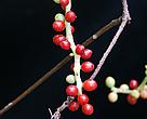 Schisandra fruits is used in traditional Chinese medicine for centuries to harmonise body, mind and spirit.