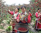 WWF volunteers help promoting the sustainably grown and harvested Sichuan Peppers in Carrefour.
