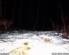 A camera photograph of Amur tiger on March 31, 2014 in Sanchahe Forest Farm, Suiyang Laoyeling National Nature Reserve, Heilongjiang Province