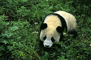 giant pandas 
© Fritz PÖLKING / WWF